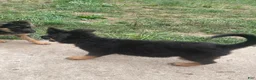 German Shepherd dogs for sale: German Shepherd 4 - Ad 6
