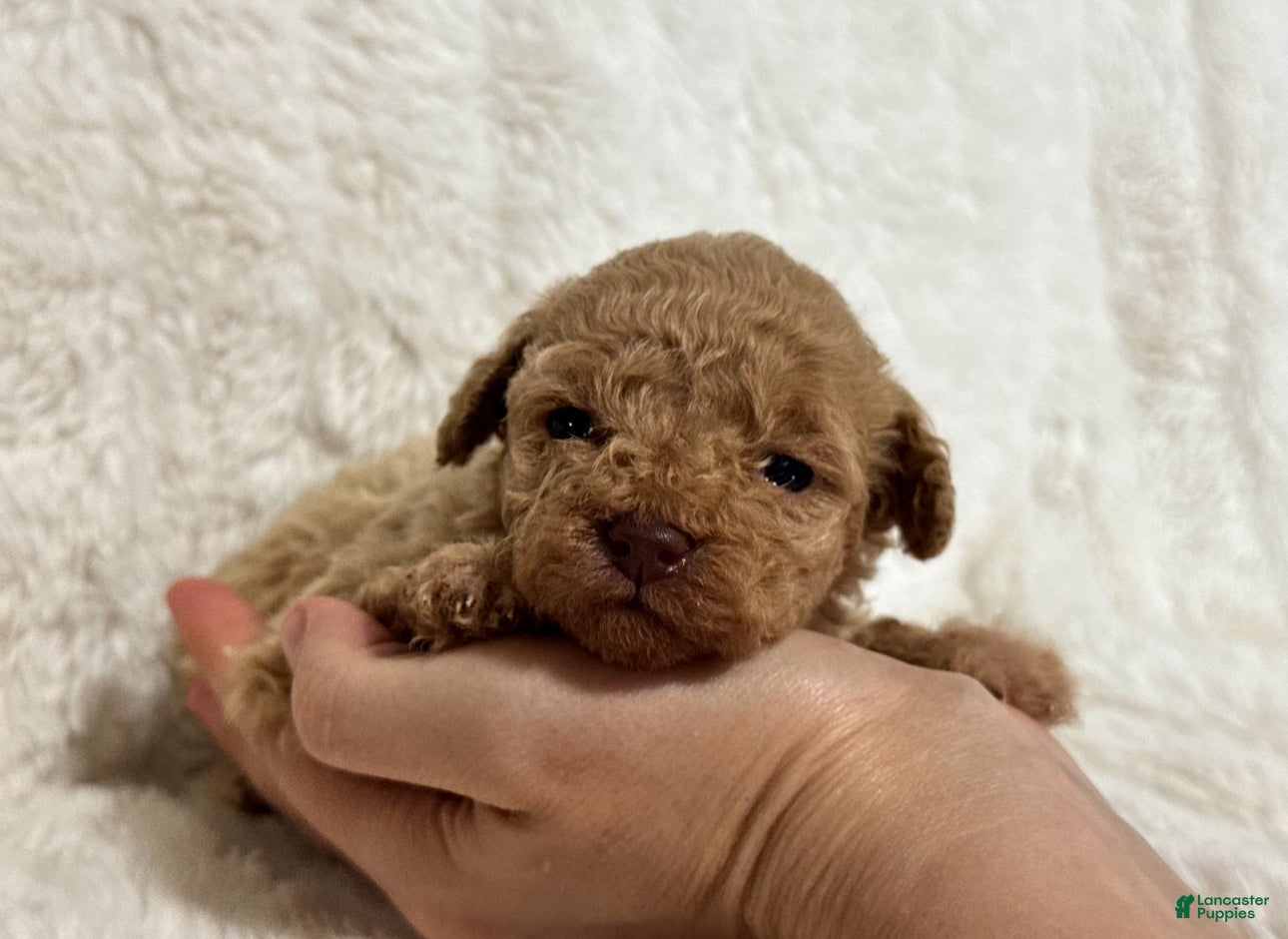 Toy Poodle dogs Avie - Ad 40
