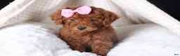 Miniature Poodle dogs for sale: BELLA - Ad 3