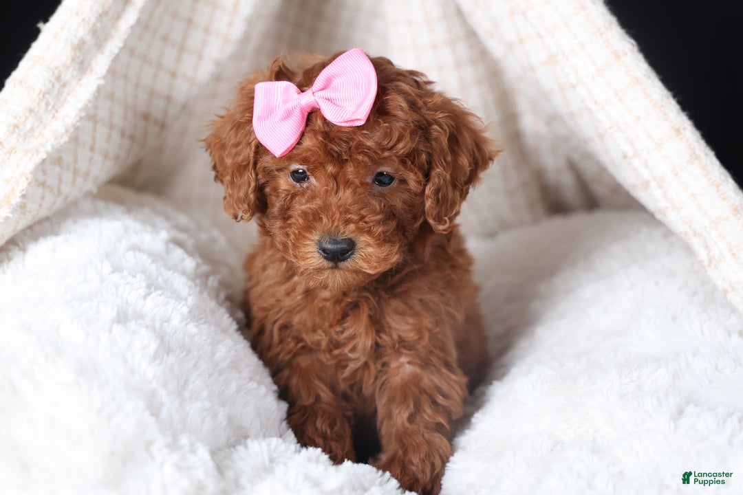 Miniature Poodle dogs for sale: BELLA - Ad 3