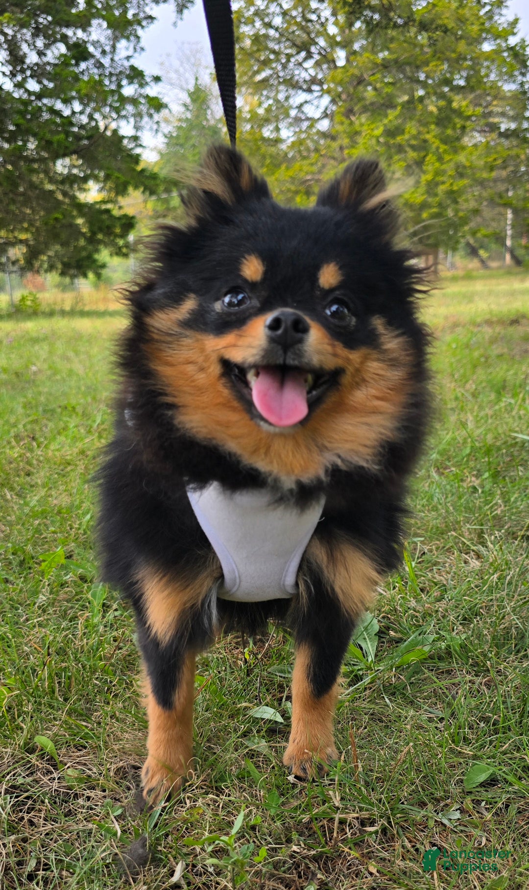 Pomeranian dogs for sale: Kora - Ad 4