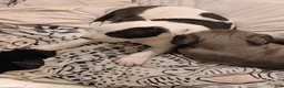 Mixed Breed dogs for sale: Mixed Breed 1 - Ad 2