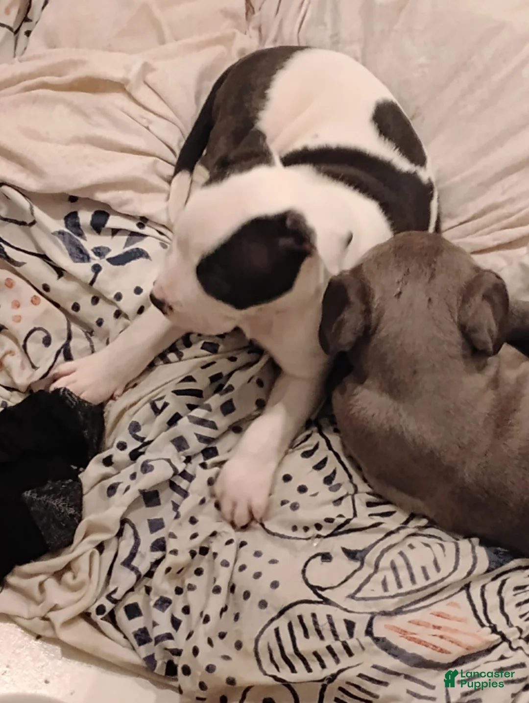 Mixed Breed dogs for sale: Mixed Breed 1 - Ad 2