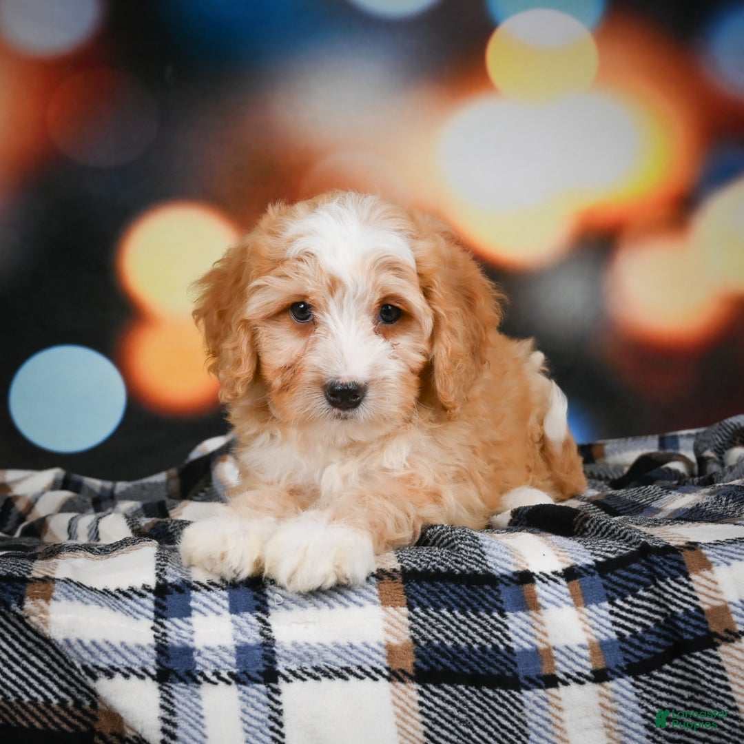 Mini Bernedoodle dogs for sale: Madi - Ad 6