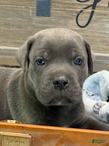 Cane Corso dogs Boy 2 - Ad 1