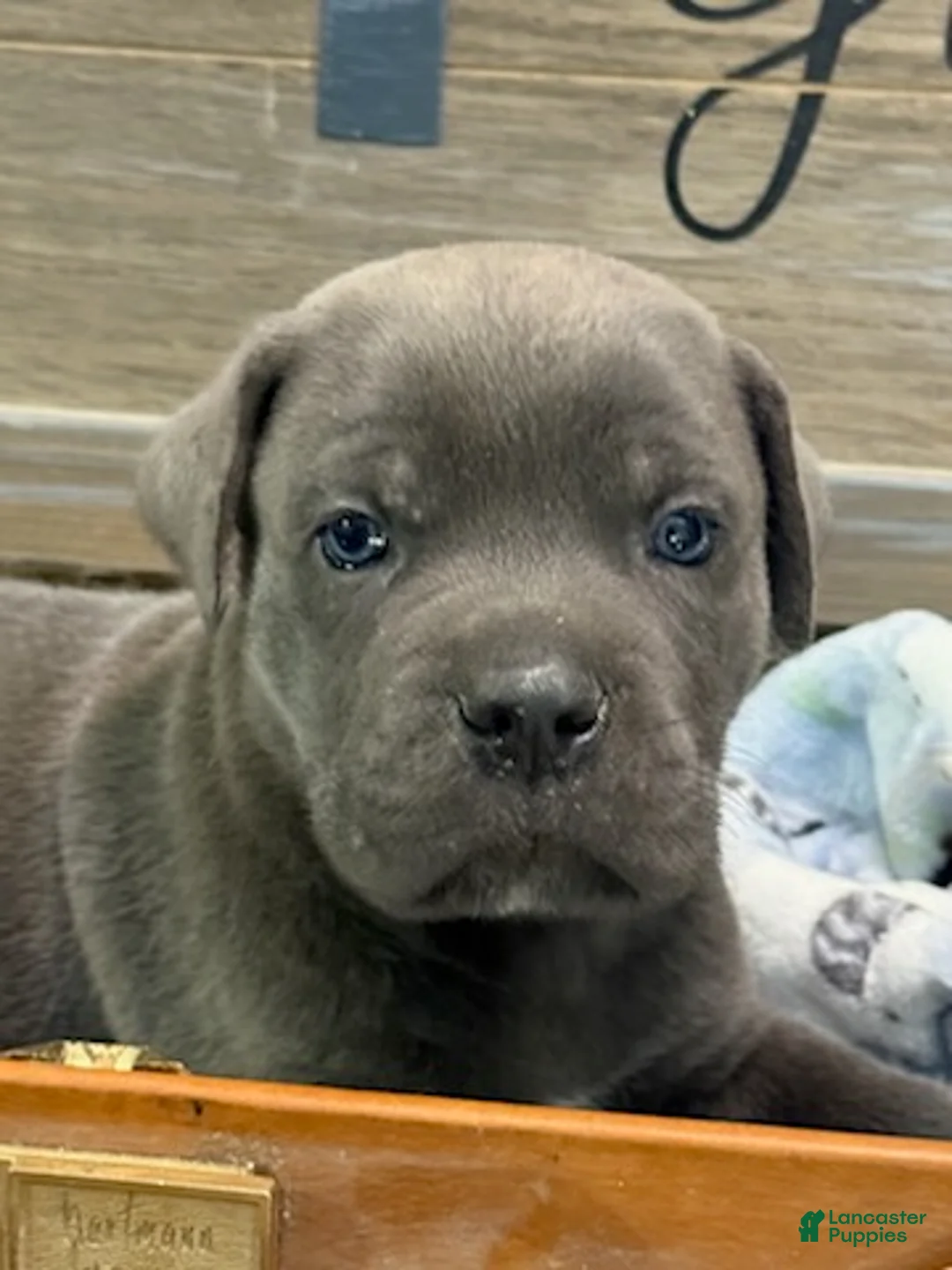 Cane Corso dogs for sale: Boy 2 - Ad 1