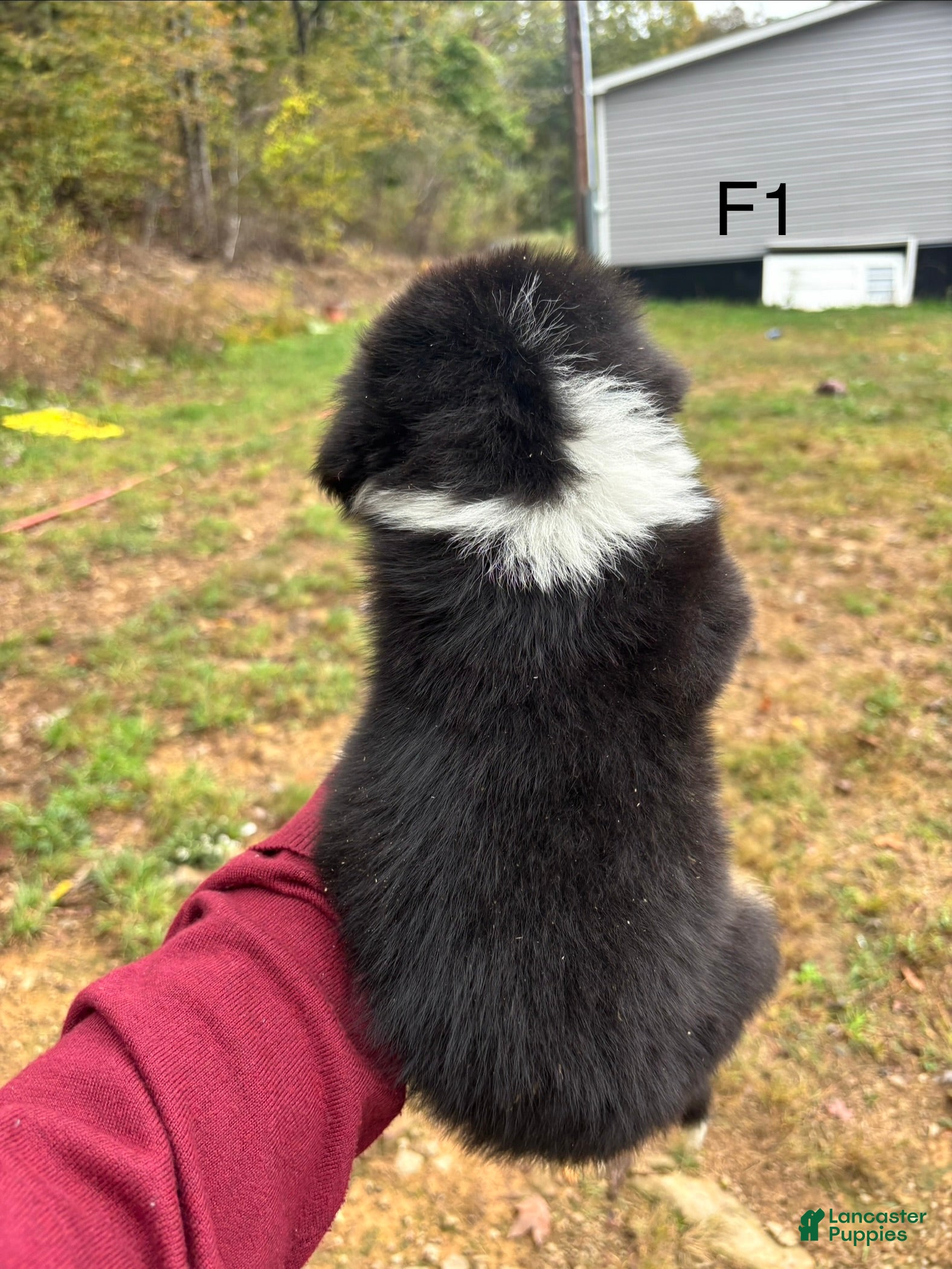 Mixed Breed dogs Mixed Breed 8 - Ad 2
