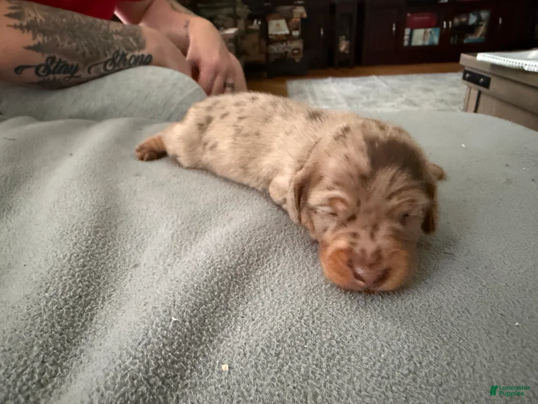 Miniature Dachshund dogs for sale: Champion bred import smooth dapple - Ad 2