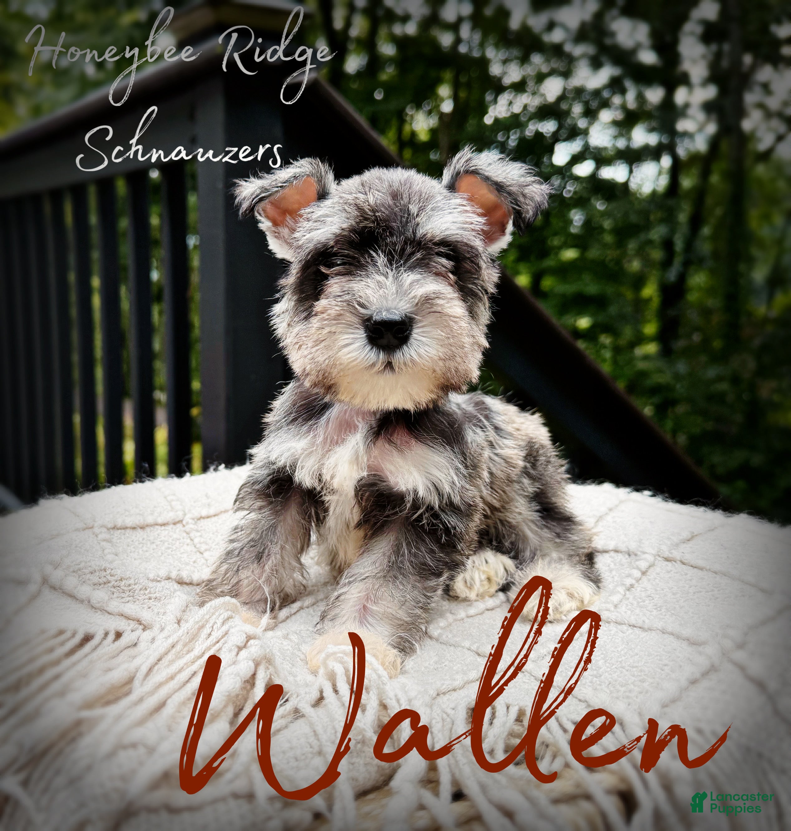 Miniature Schnauzer dogs Akc Wallen - Ad 1