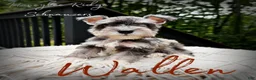 Miniature Schnauzer dogs for sale: Akc Wallen - Ad 1