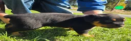 Rottweiler dogs for sale: Rottweiler green male  - Ad 3