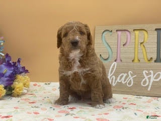 Mini Goldendoodle dogs Smokey Mini Goldendoodle Puppy  - Ad 2