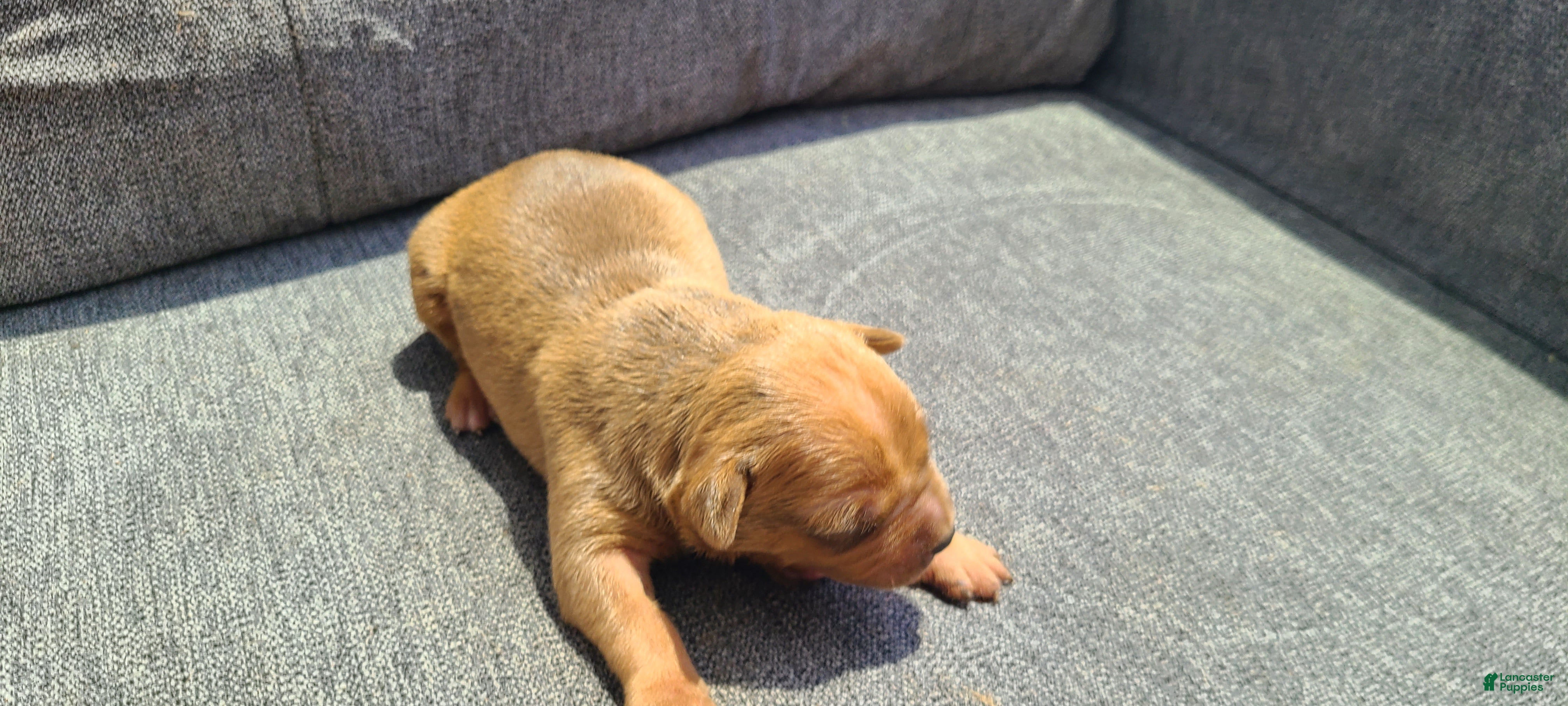 American Bully dogs Bella - Ad 2