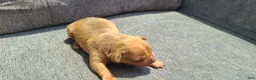 American Bully dogs for sale: Bella - Ad 2