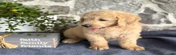 Goldendoodle dogs for sale: Nolan - Ad 11