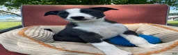 Mixed Breed dogs for sale: Remi - Ad 4