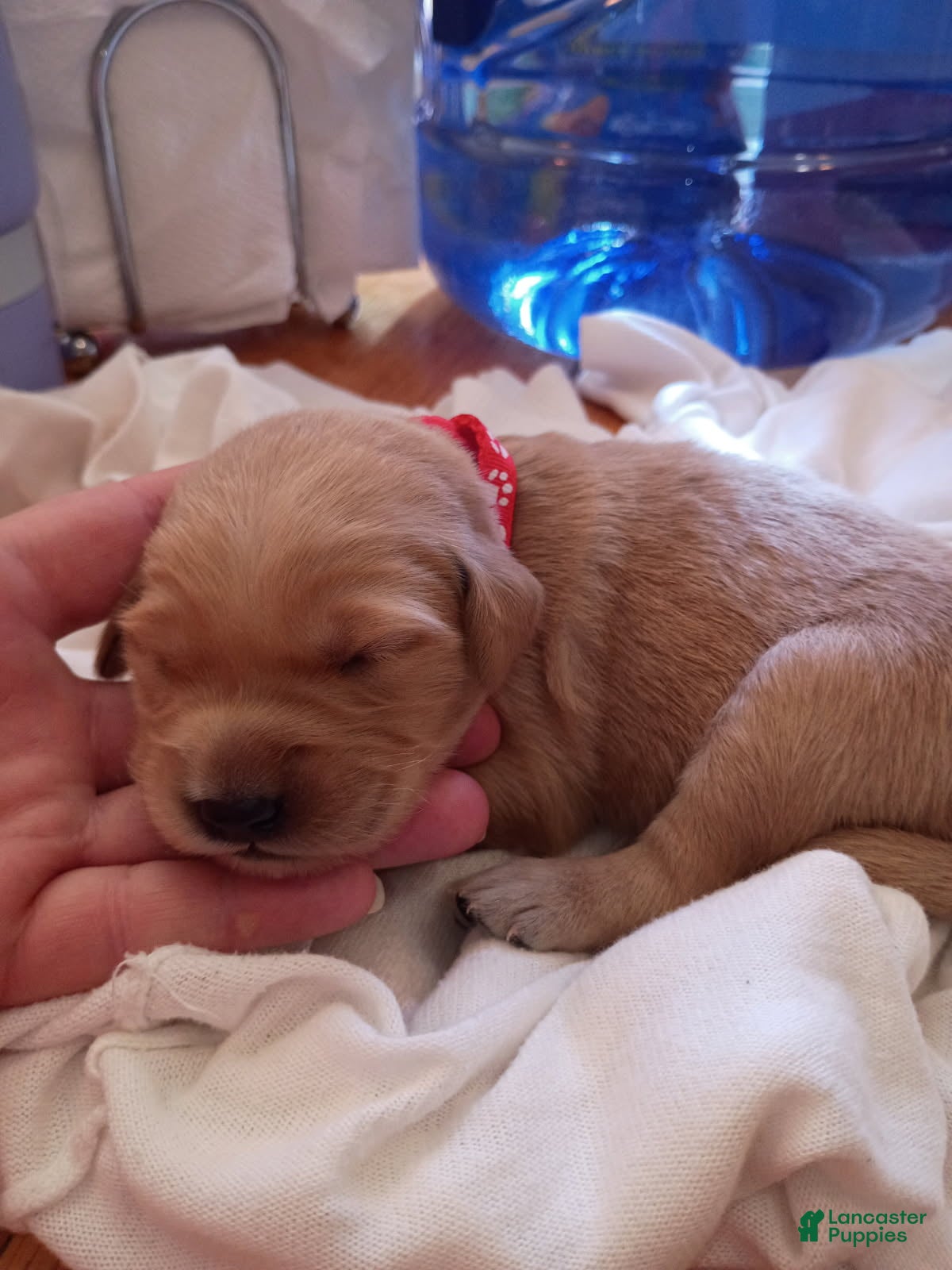 Golden Retriever dogs Golden Retriever Female 1 - Ad 6
