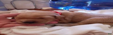 Golden Retriever Female 1