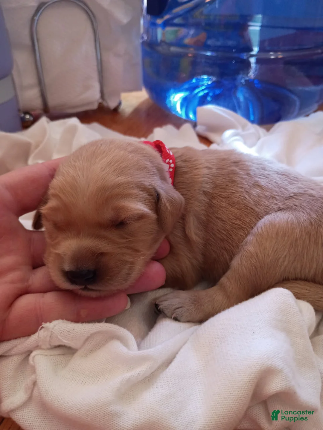 Golden Retriever dogs for sale: Golden Retriever Female 1 - Ad 1