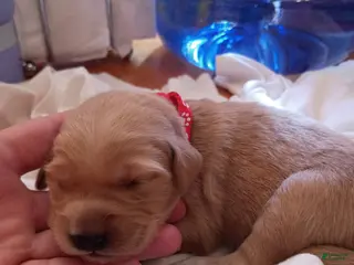 Golden Retriever dogs Golden Retriever Female 1 - Ad 5