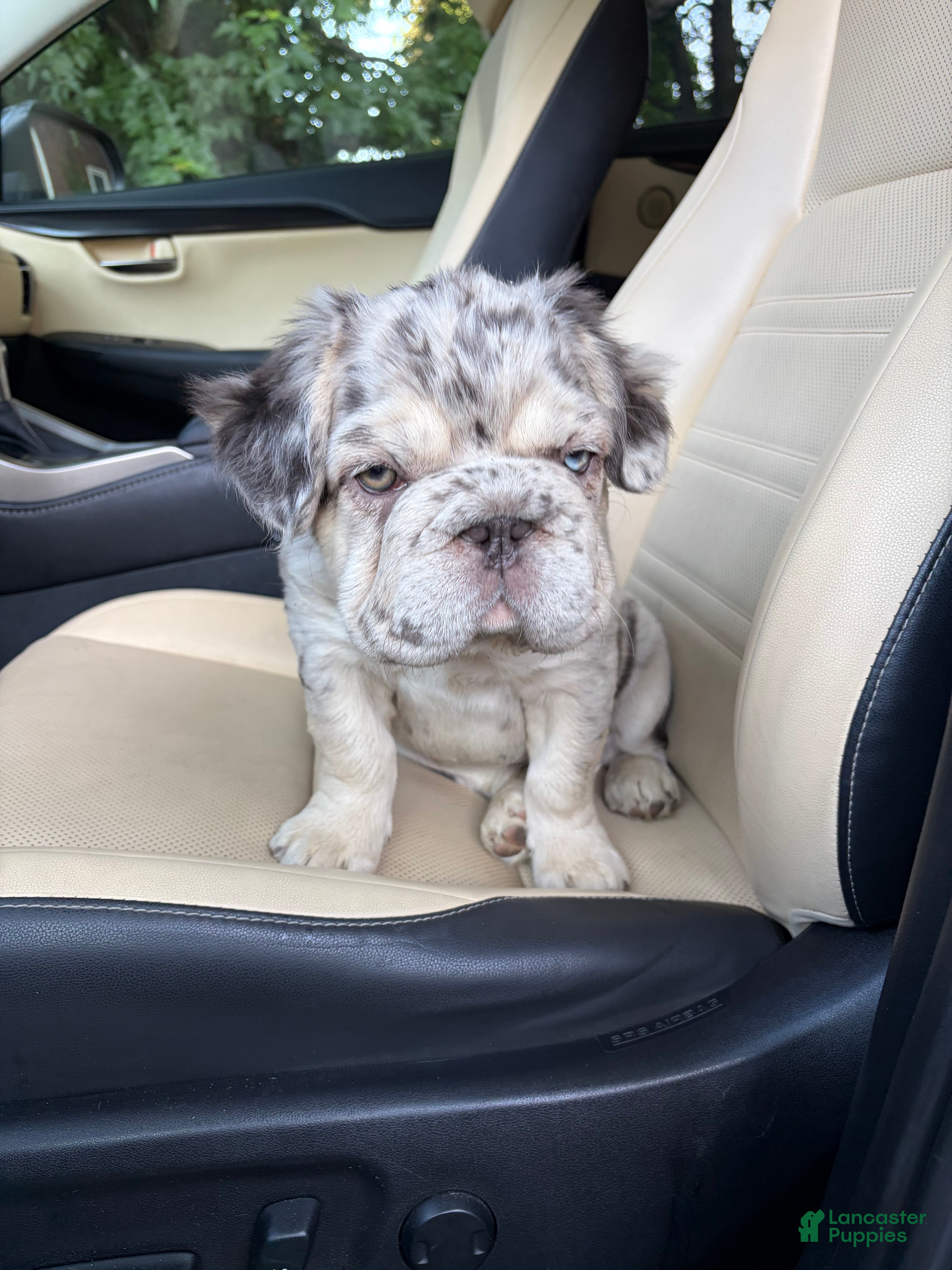French Bulldog dogs French Bulldog 1 - Ad 2