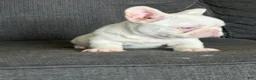 French Bulldog dogs for sale: Pink Bella - Ad 6
