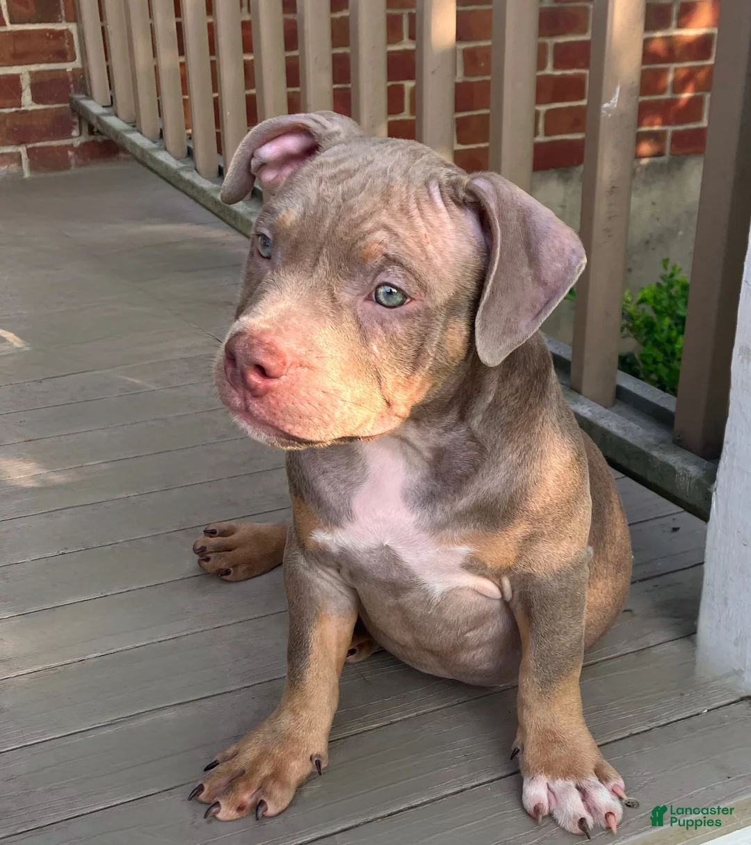 American Bully dogs for sale: American Bully Puppy 5 - Ad 2