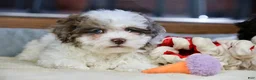 Shihpoo dogs for sale: Radlee - Ad 11