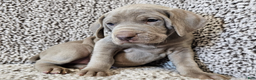 Weimaraner dogs for sale: Strider - Ad 5