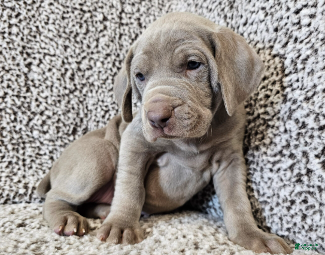 Weimaraner dogs for sale: Strider - Ad 5