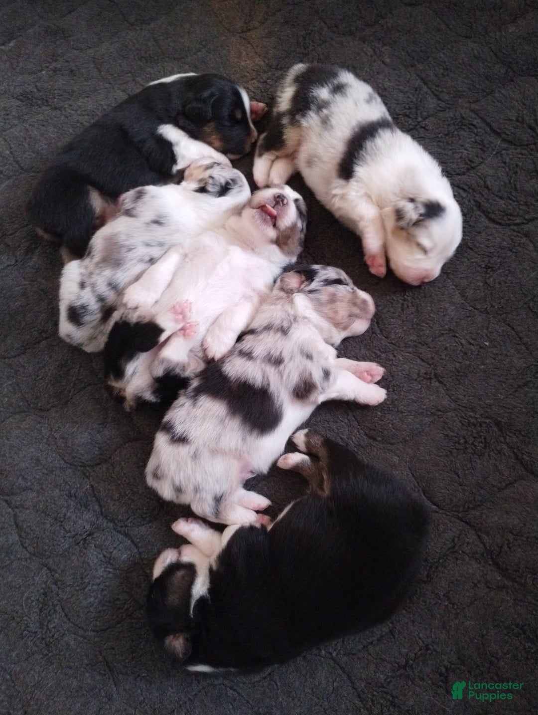 Miniature Australian Shepherd dogs for sale: Nickel - Ad 15