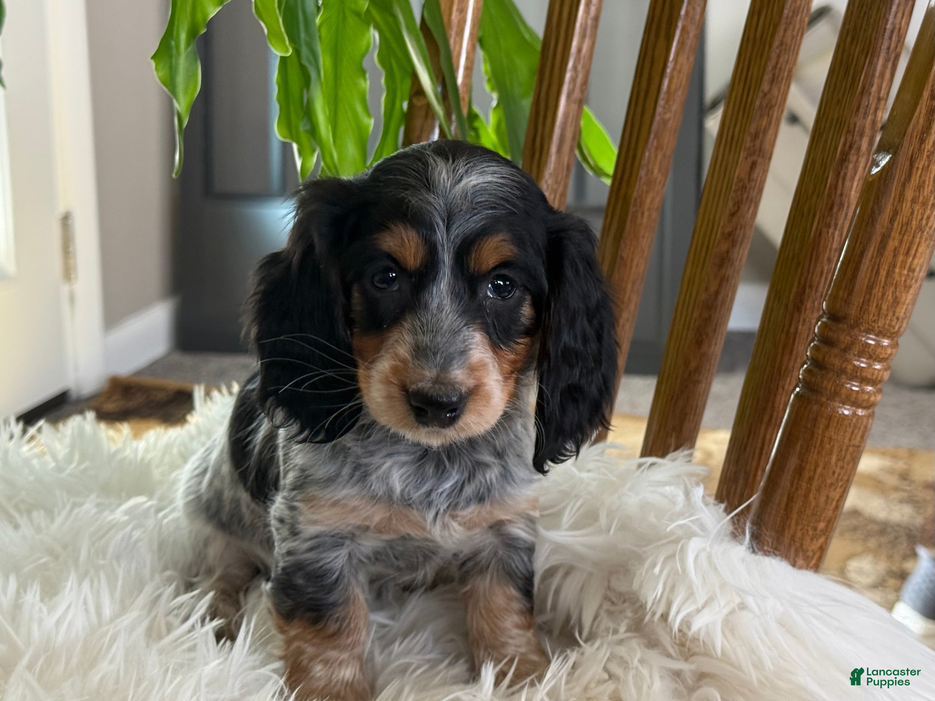 Miniature Dachshund dogs Hattie - Ad 2