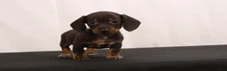 Dachshund dogs for sale: Nancy - Ad 8