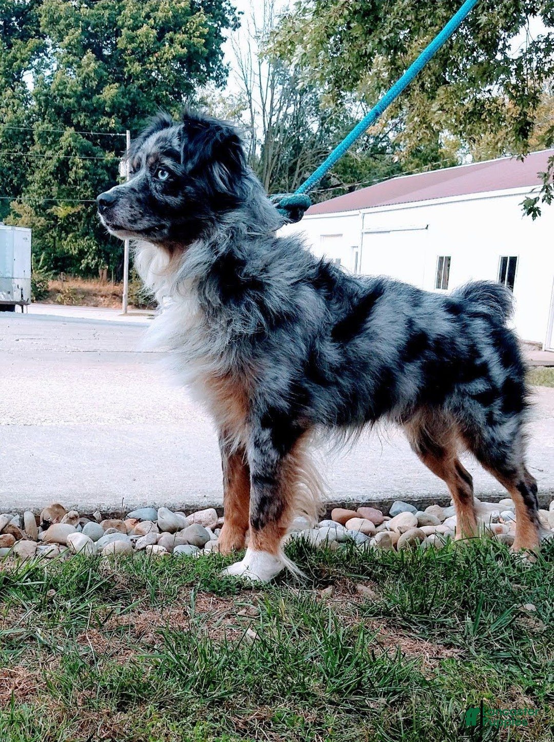 Gallery Image {{count}}