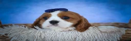 Cavalier King Charles Spaniel dogs for sale: Patches💙 - Ad 6