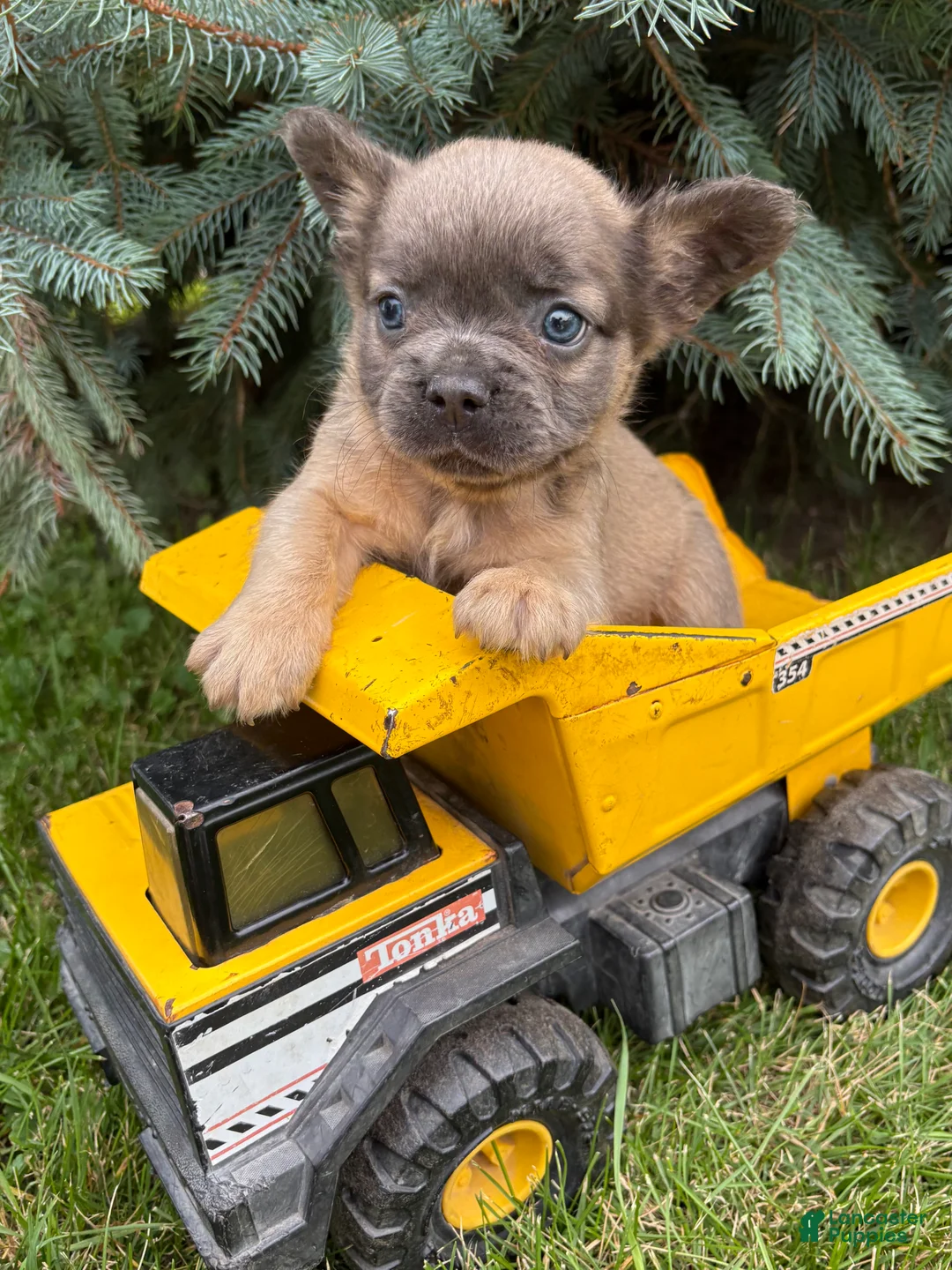French Bulldog dogs for sale: Doc fluffy - Ad 2