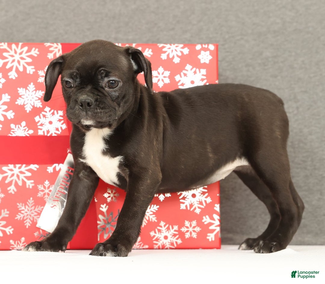 Frenchton dogs for sale: Eggnog - Ad 2