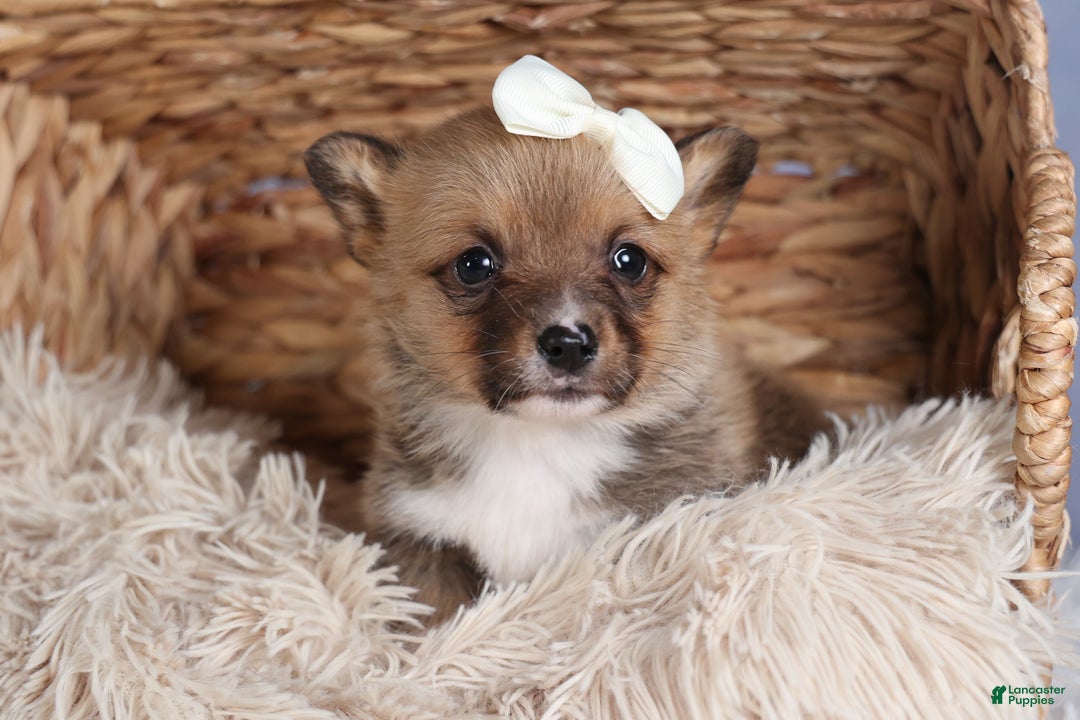 Welsh Corgi Pembroke dogs for sale: LITTLE CHIEF - Ad 11