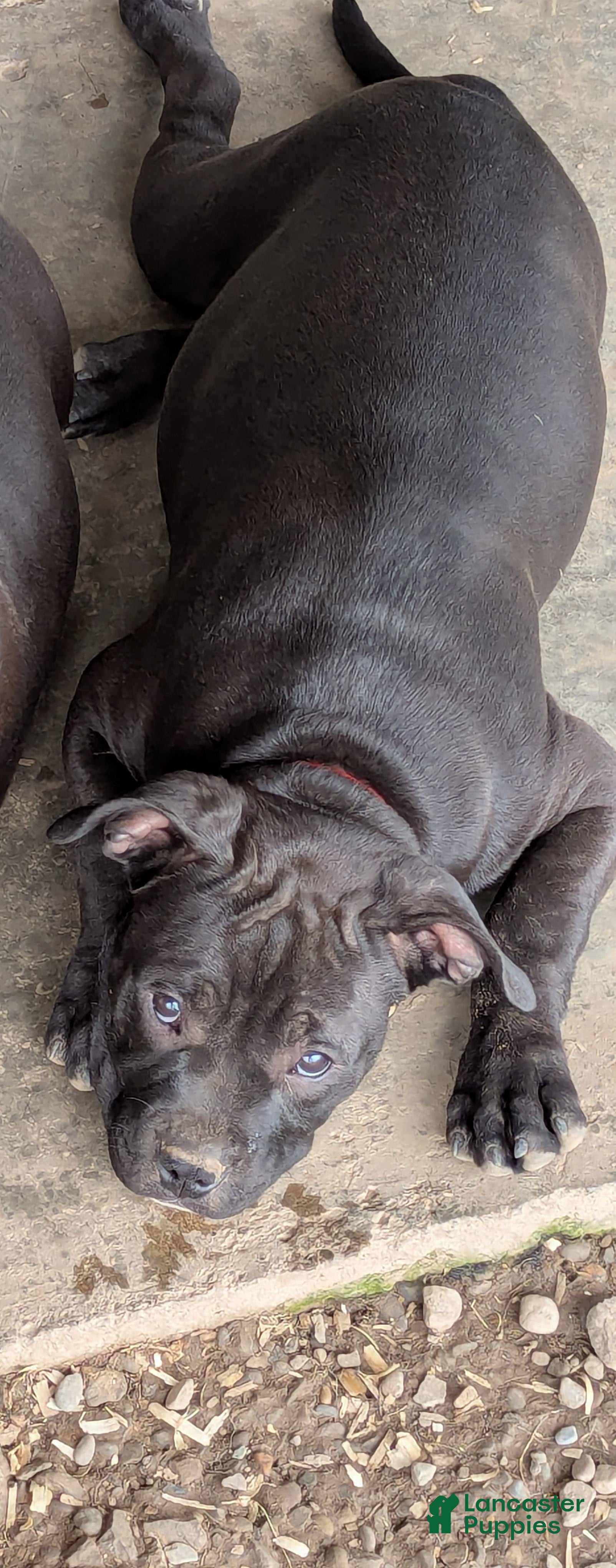 American Bully dogs American Bully red - Ad 1