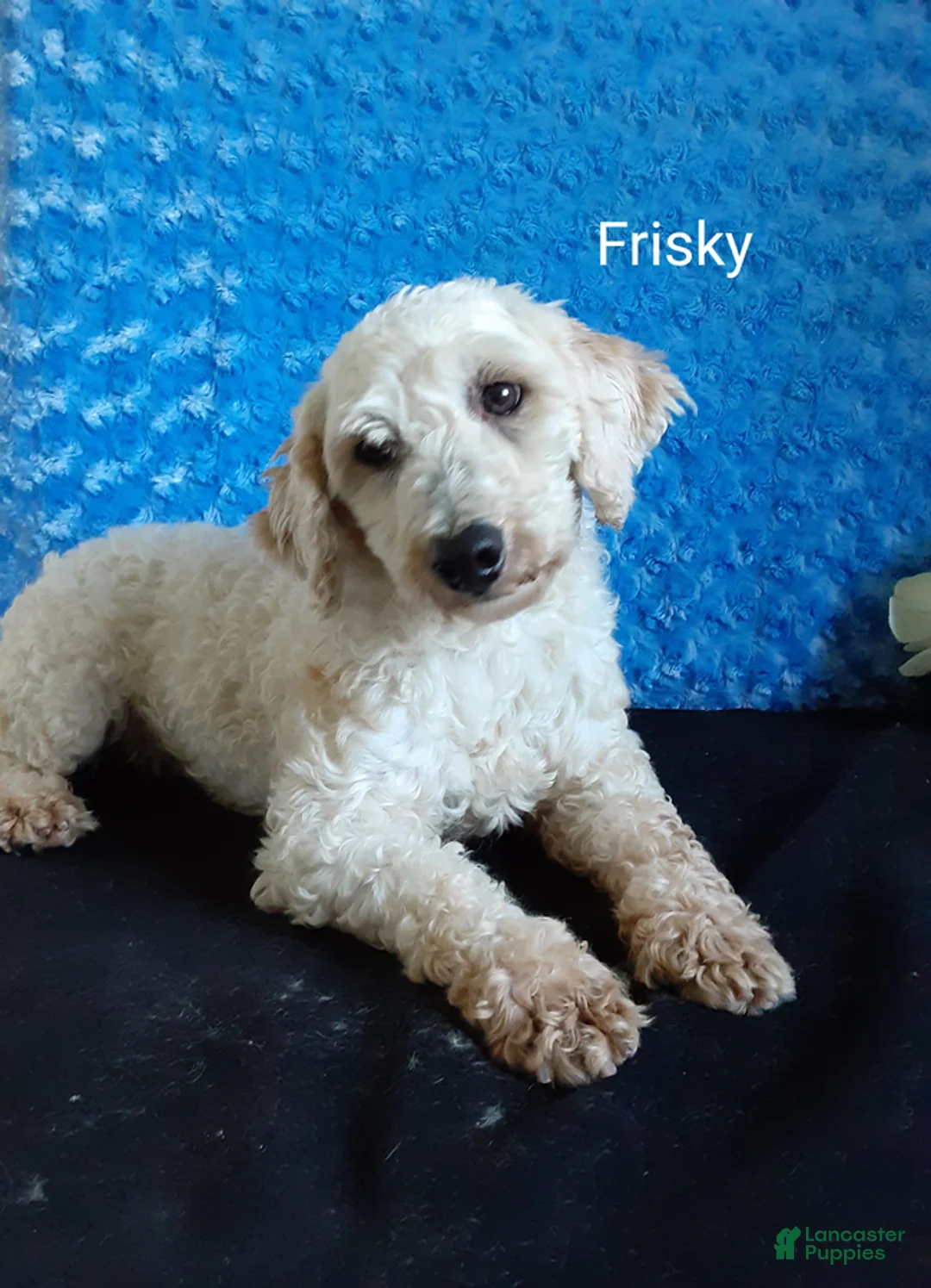 Lhasapoo dogs for sale: Coke - Ad 9