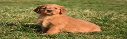 Golden Retriever dogs for sale: Tammy     Genetic/OFA - Ad 13