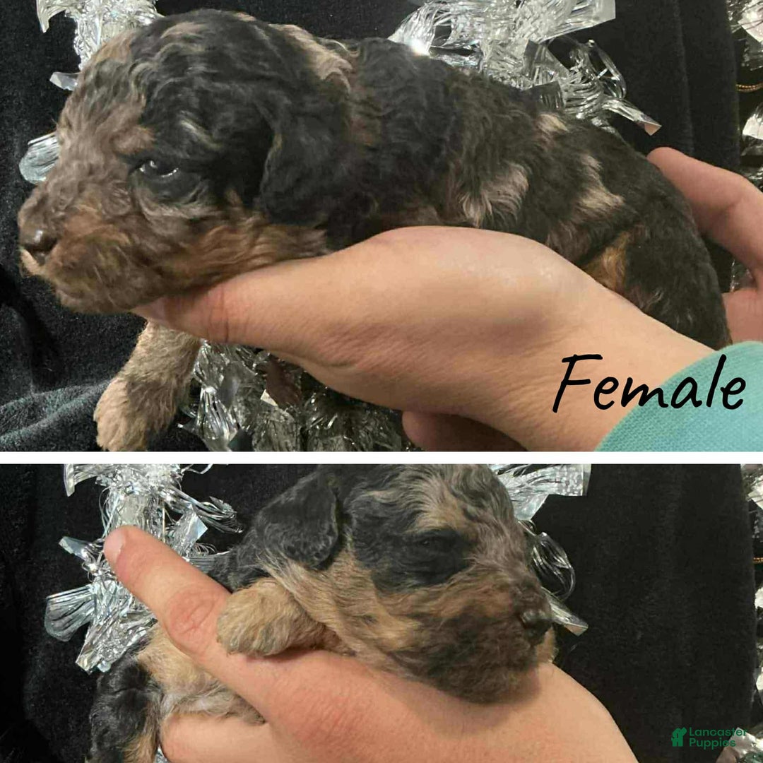 Mini Aussiedoodle dogs for sale: Mini Aussiedoodle Puppy 1 - Ad 1
