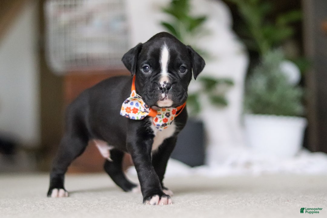 Boxer dogs for sale: Axel - Ad 5