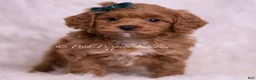 Maltipoo dogs for sale: Jaylen - Ad 3