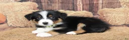 Australian Shepherd dogs for sale: Hazelnut  - Ad 4