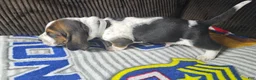 Basset Hound dogs for sale: Basset Hound 2 - Ad 2