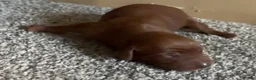 Irish Setter dogs for sale: Irish Setter 2 - Ad 1