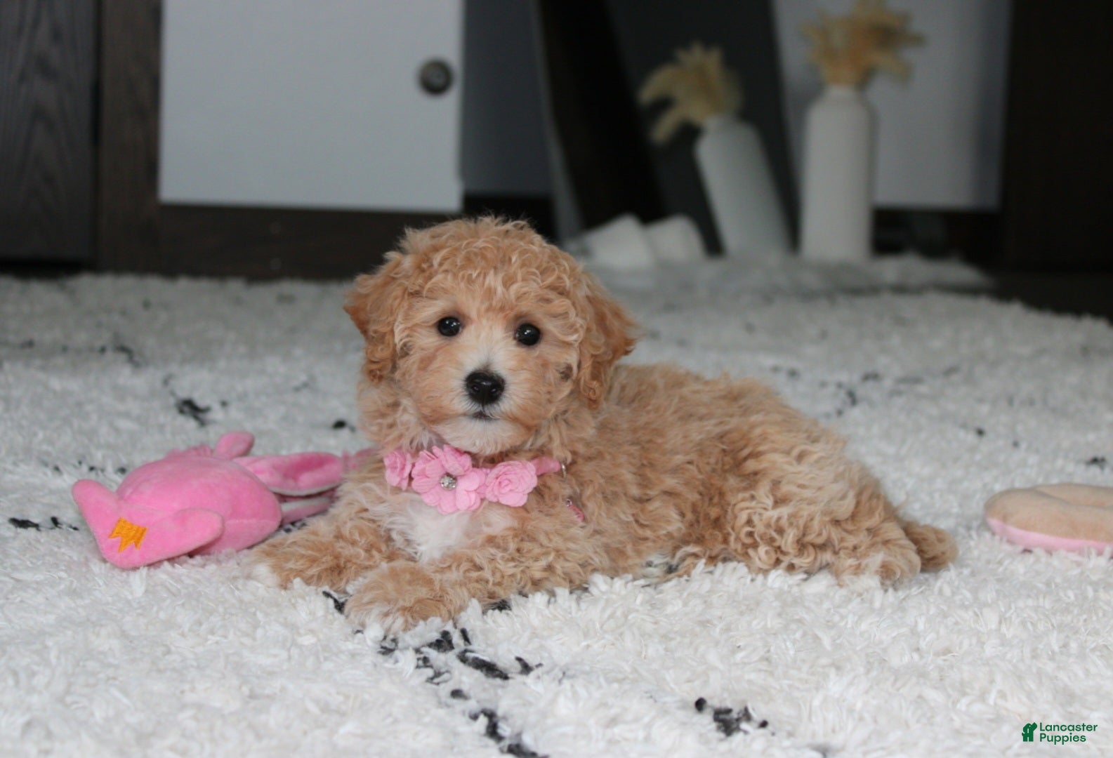 Bichpoo dogs Aubrey - Ad 1
