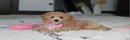 Bichpoo dogs for sale: Aubrey - Ad 1