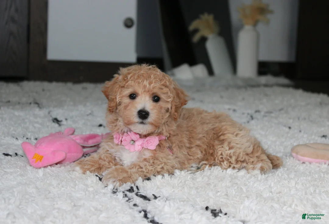 Bichpoo dogs for sale: Aubrey - Ad 1